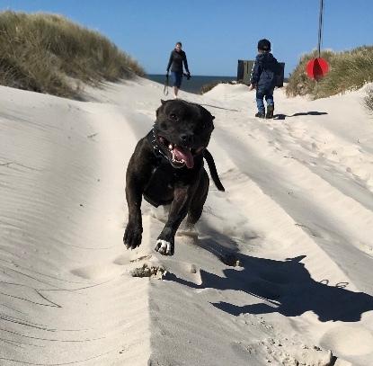 Staffordshire bull terrier Lundgaards Scar *Charlie* billede 15