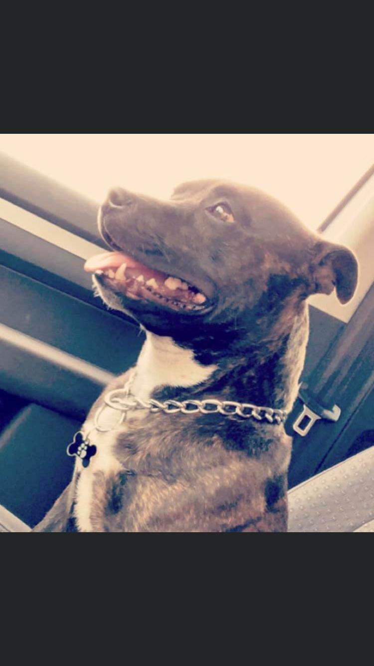 Staffordshire bull terrier Lundgaards Scar *Charlie* billede 18