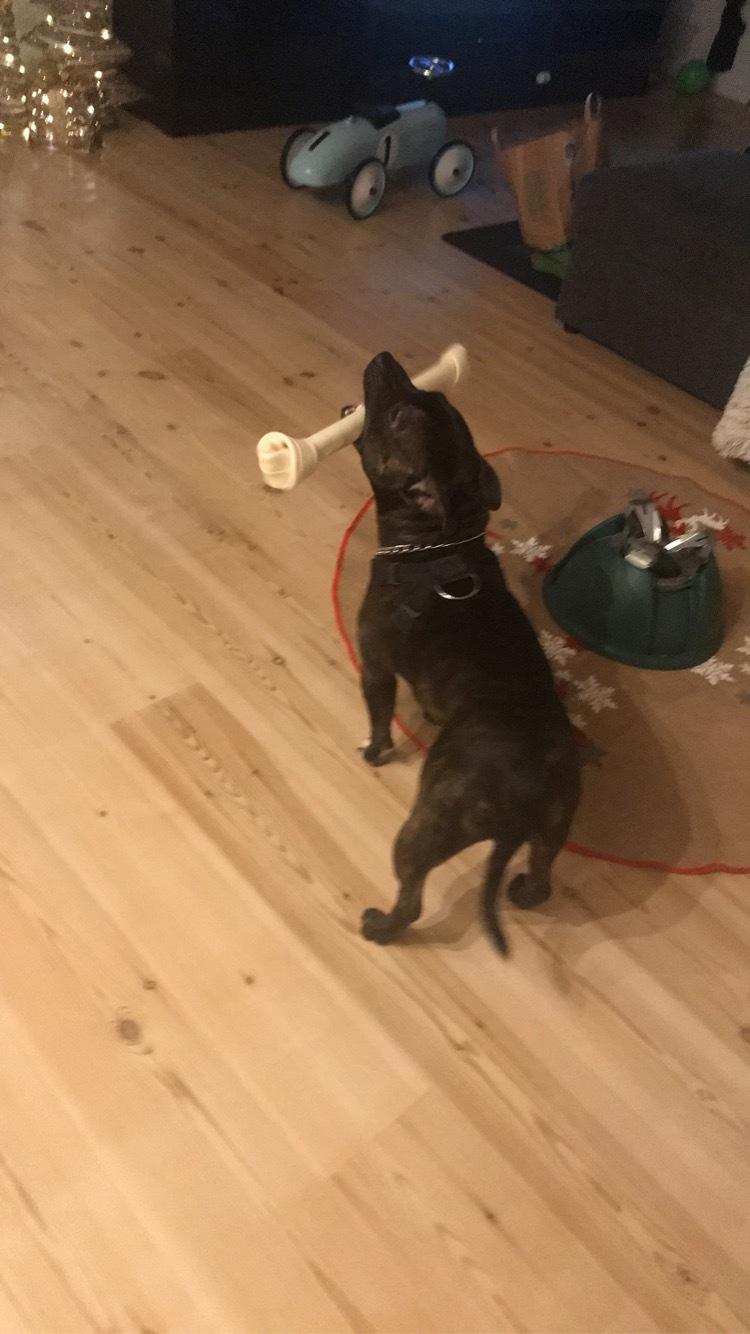 Staffordshire bull terrier Lundgaards Scar *Charlie* billede 21