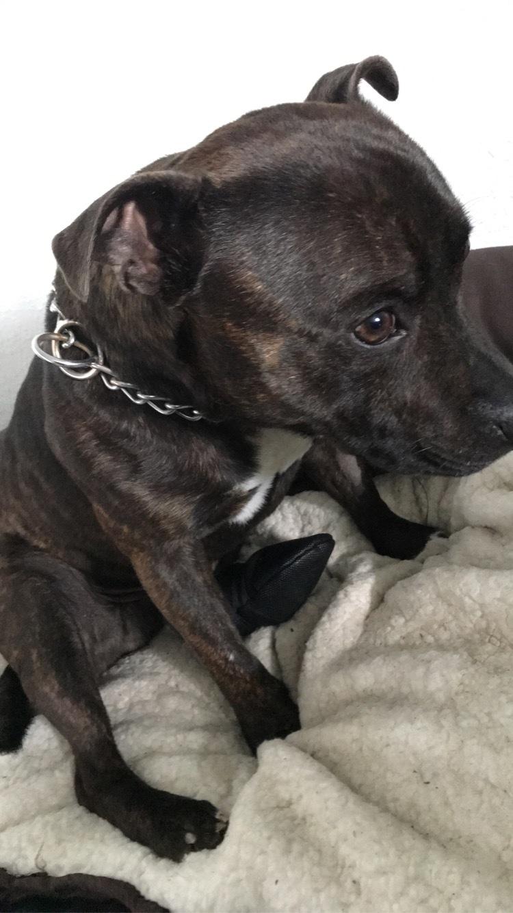 Staffordshire bull terrier Lundgaards Scar *Charlie* billede 27