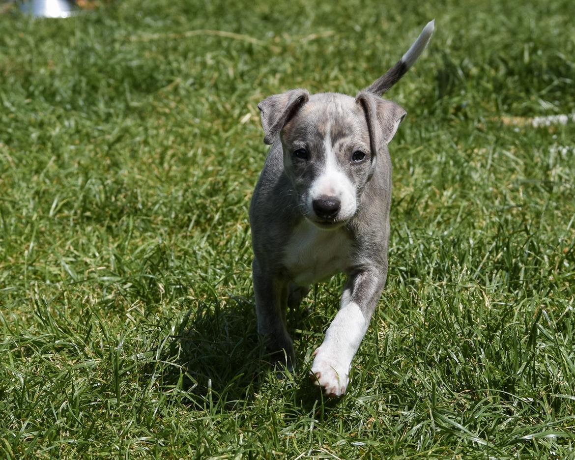 Whippet Daisy - 7 uger gammel billede 11