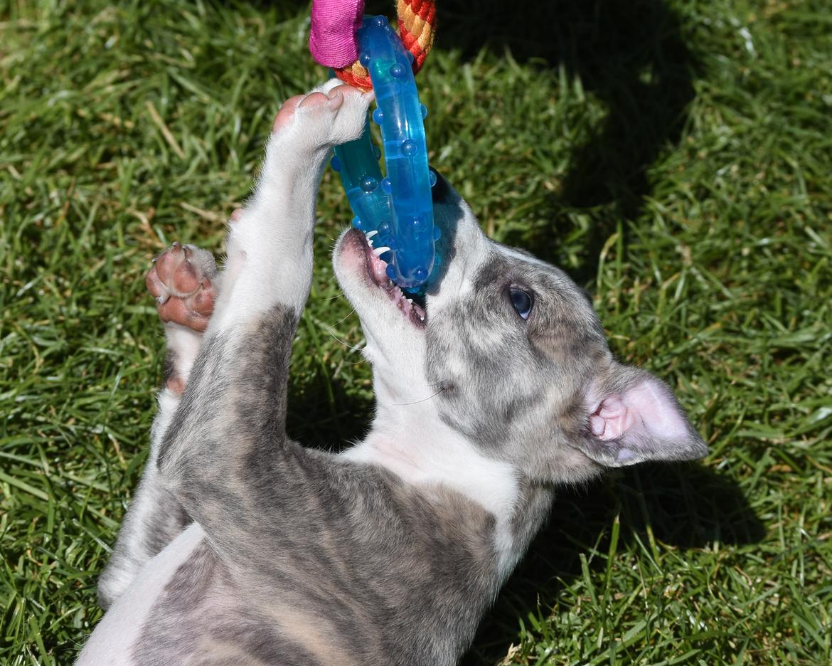 Whippet Daisy - 7 uger gammel billede 12