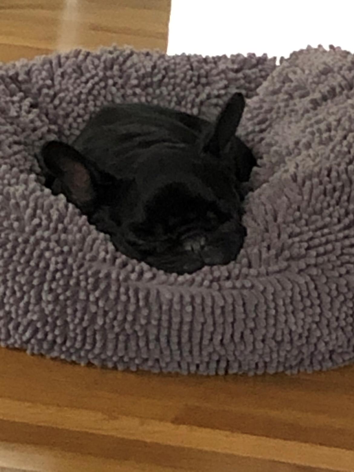 Fransk bulldog Mille billede 8