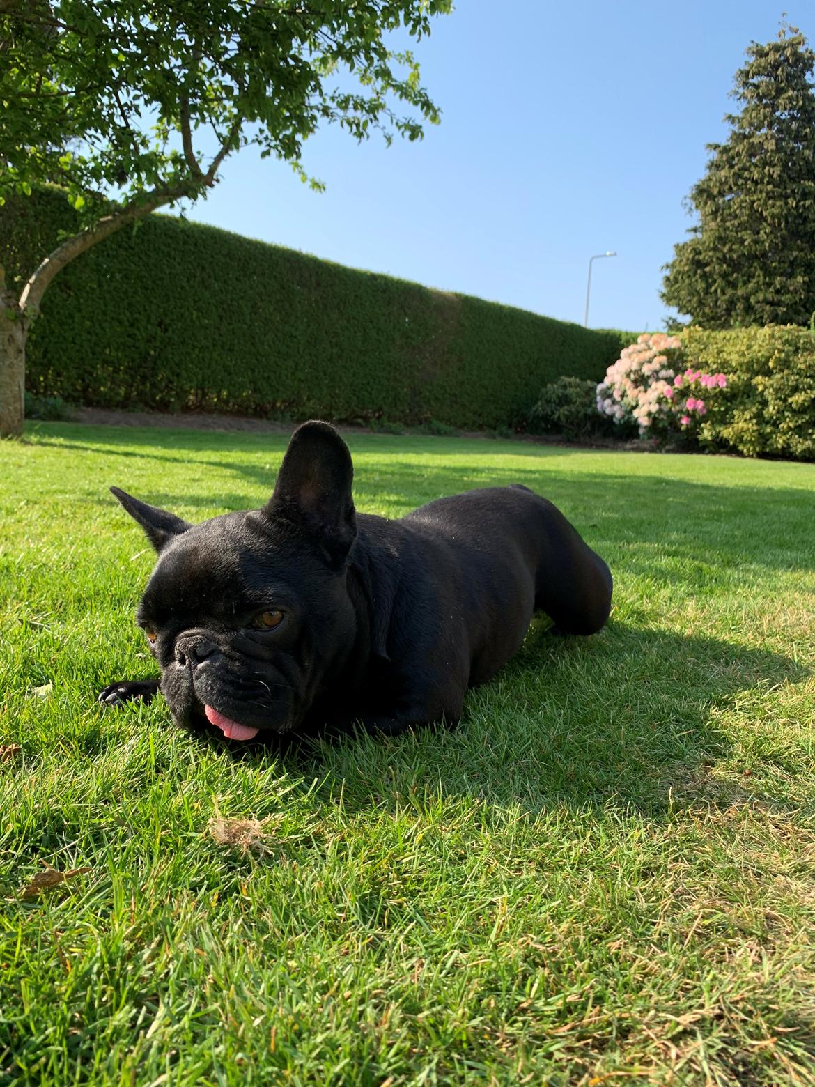 Fransk bulldog Mille billede 9