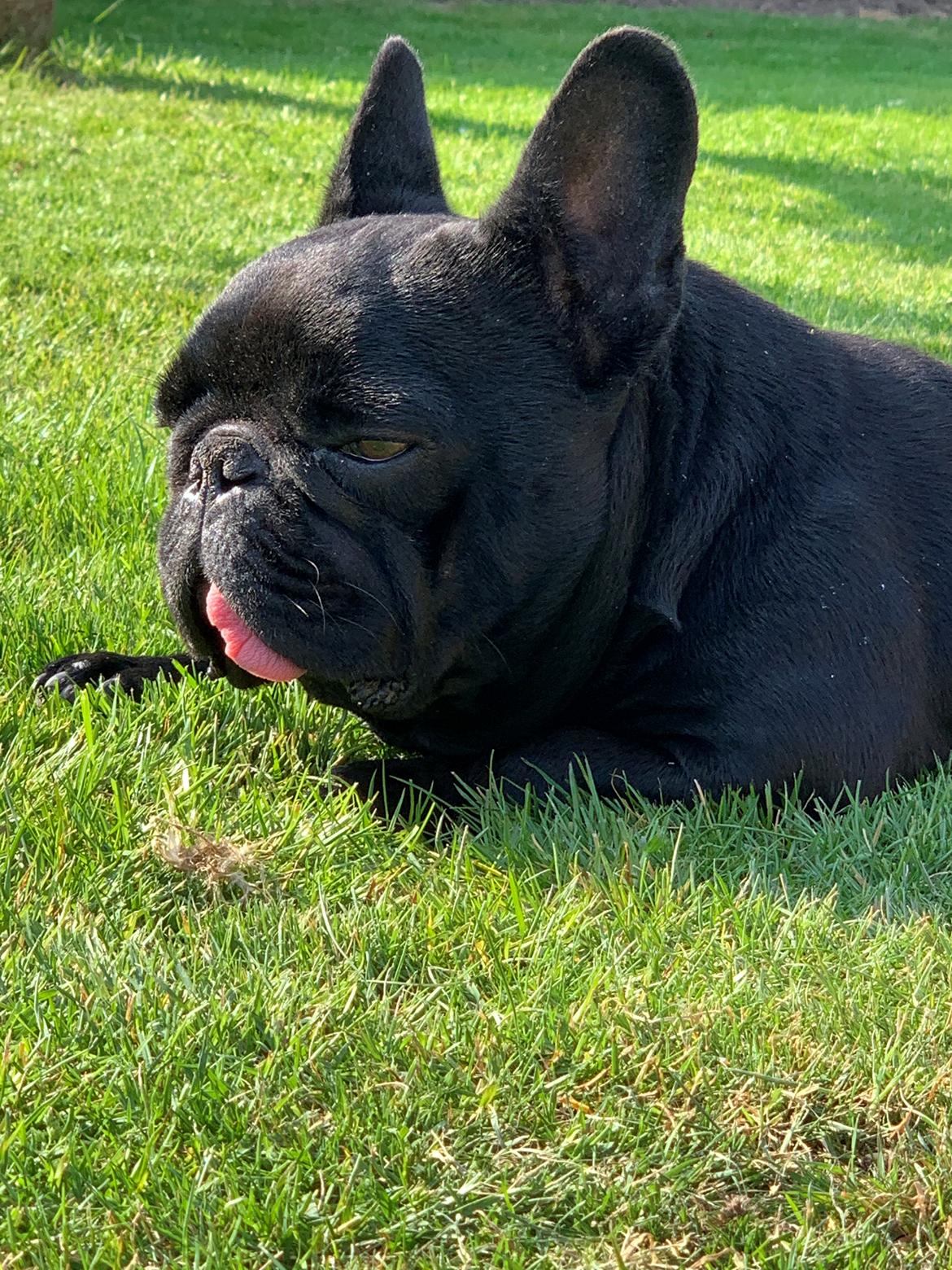 Fransk bulldog Mille billede 10