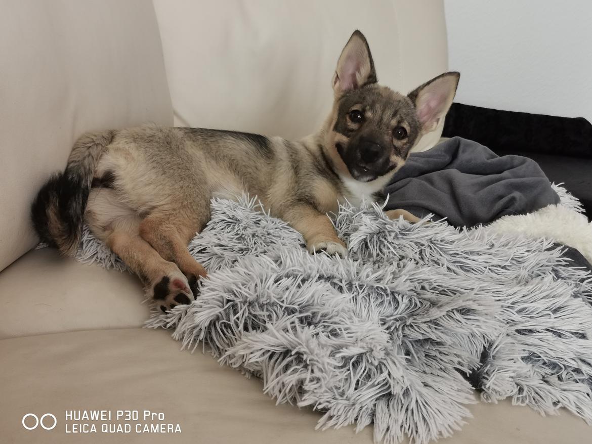 Västgötaspids Unni billede 30