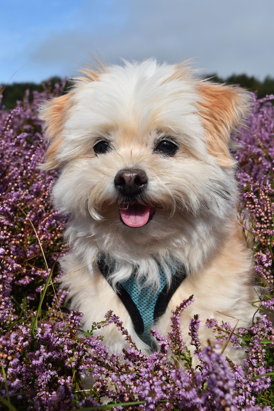 Blanding af racer Noah - Noah 12 år billede 1