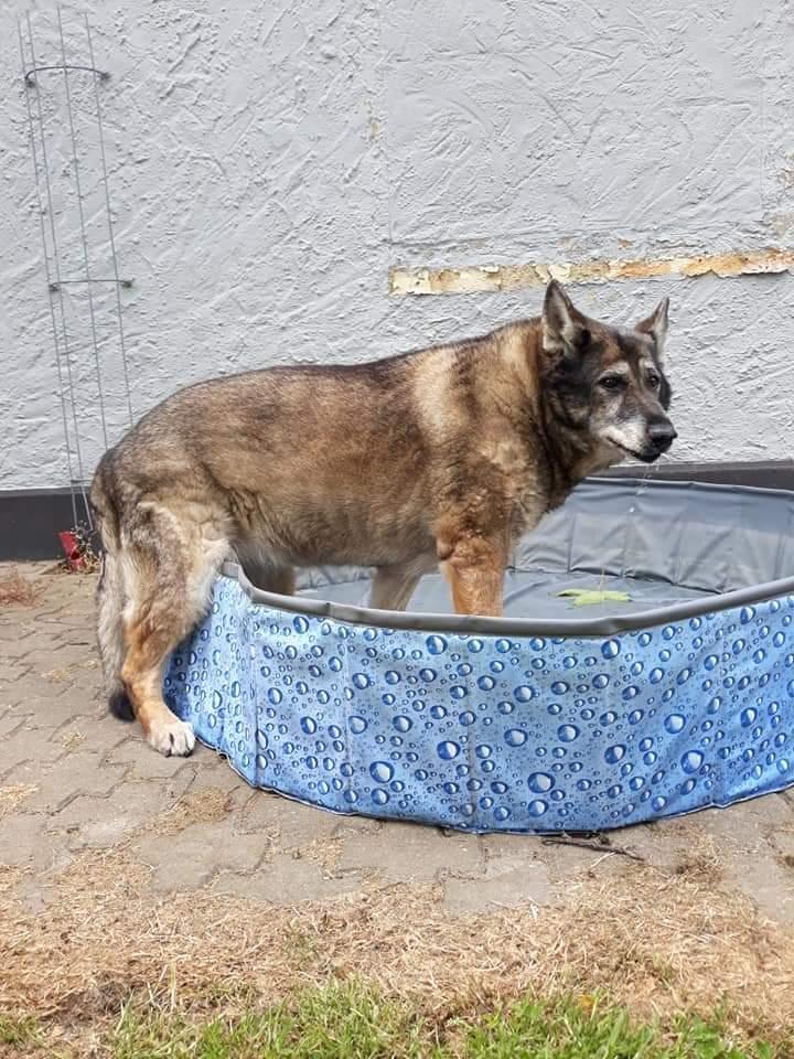 Schæferhund Sportshund Cheska. (Zenta). billede 8