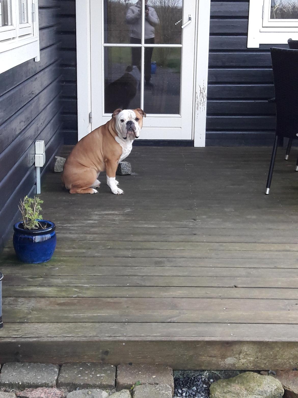 Olde english bulldogge Ostergaard's Manfred billede 3