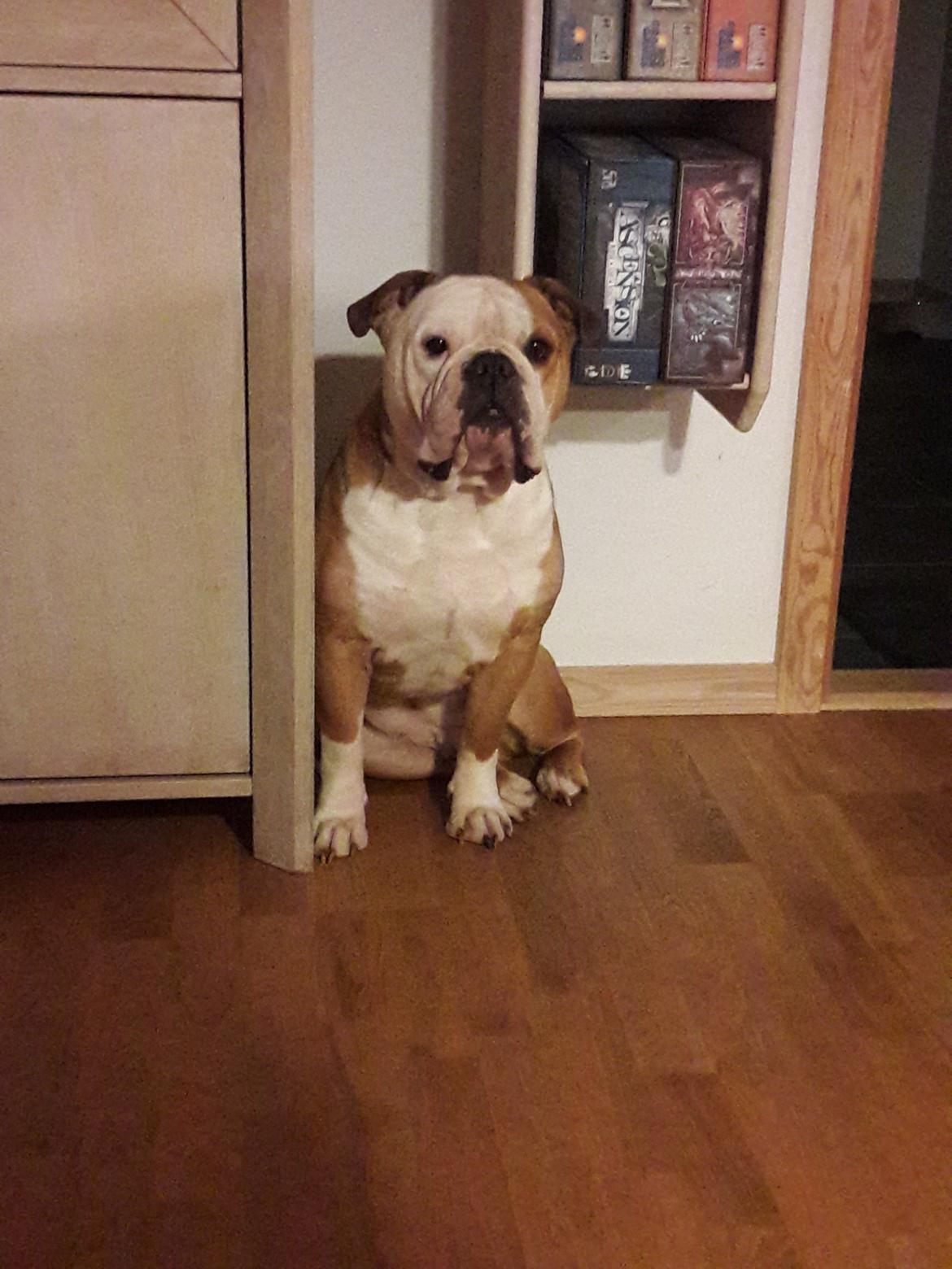 Olde english bulldogge Ostergaard's Manfred billede 2