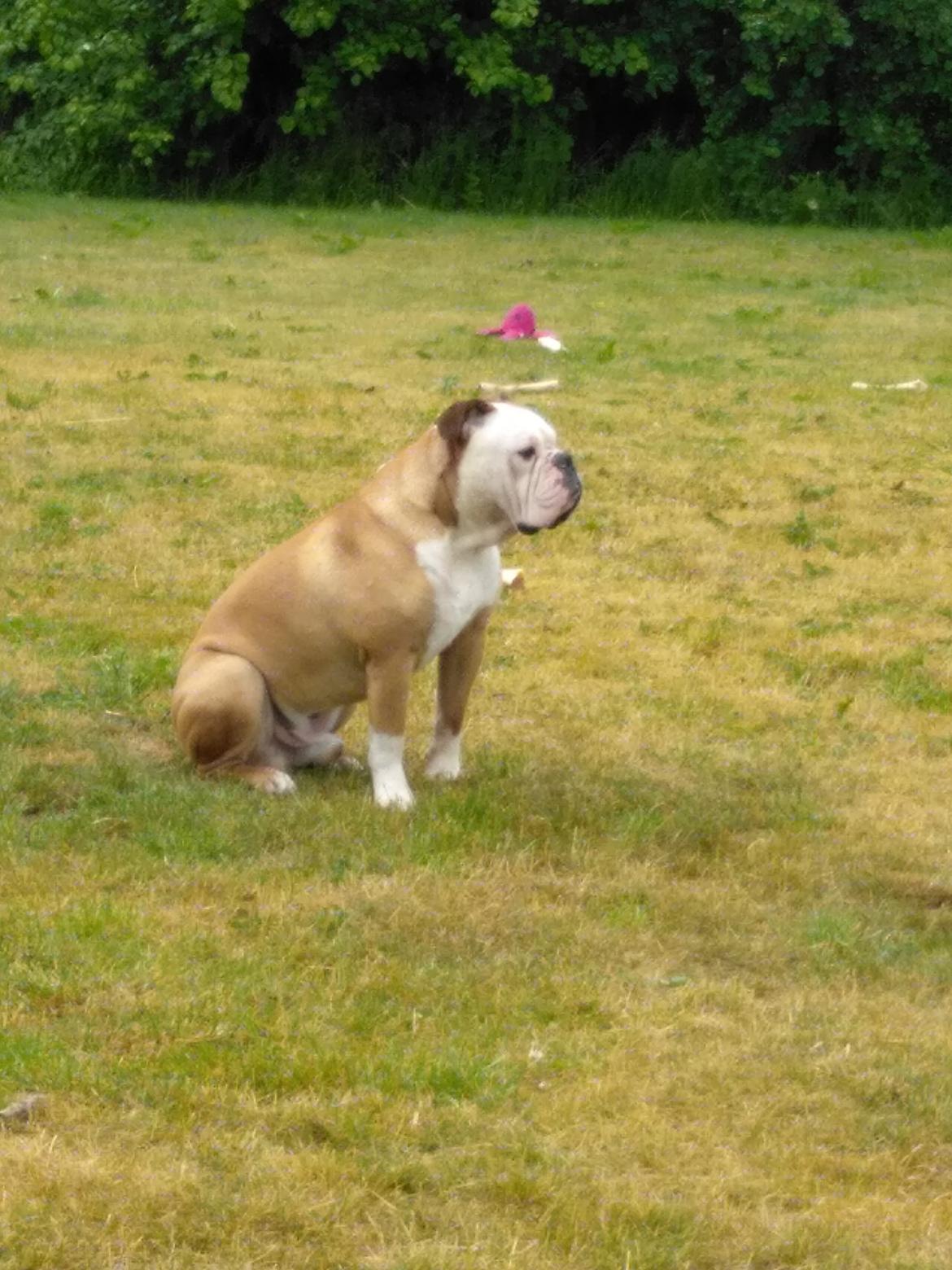 Olde english bulldogge Ostergaard's Manfred billede 9