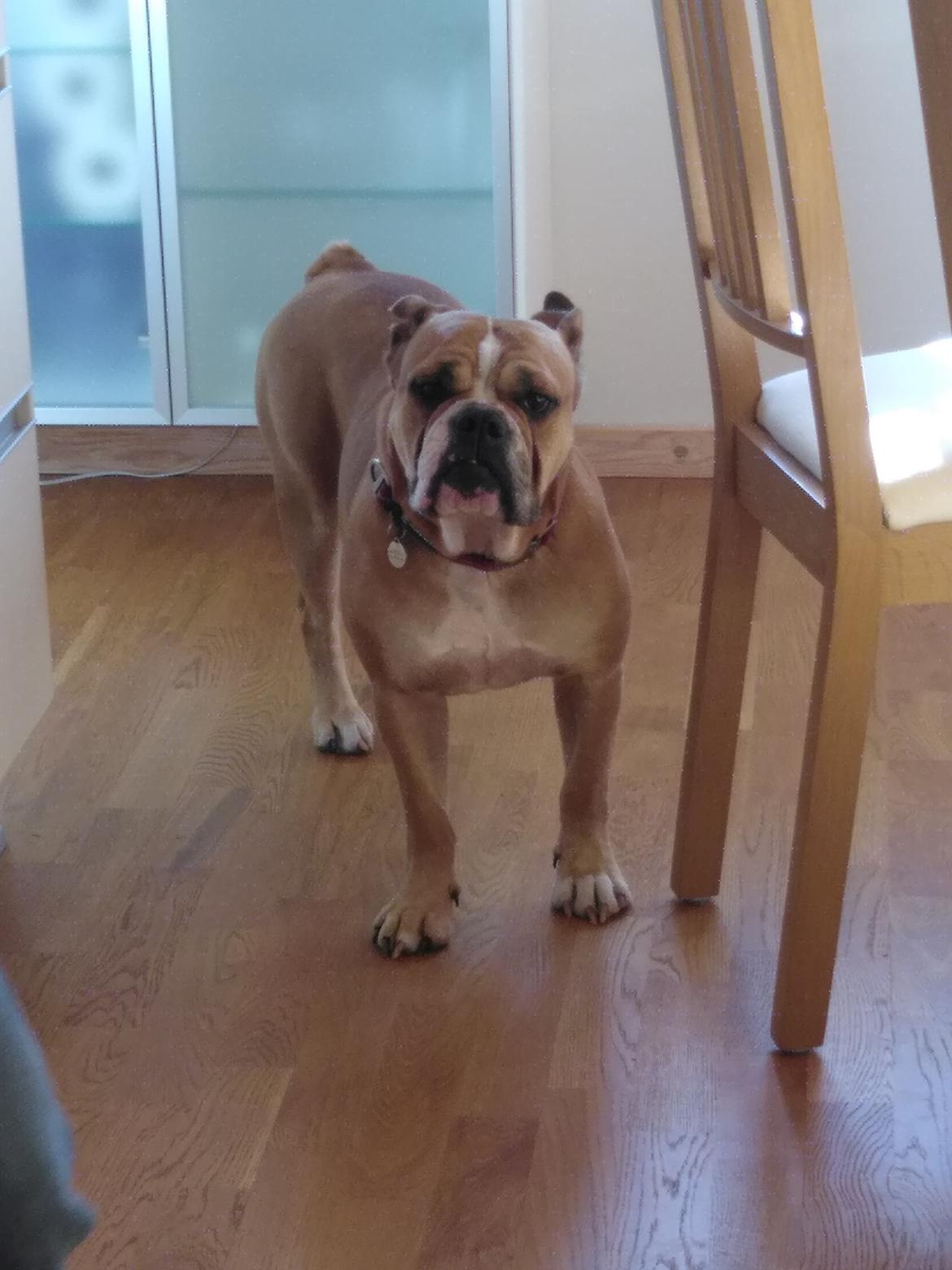 Olde english bulldogge Ostergaard's Vega billede 1