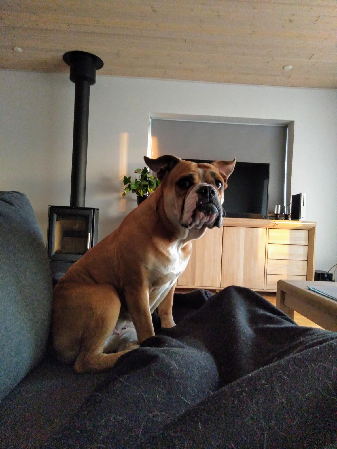 Olde english bulldogge Ostergaard's Vega billede 5