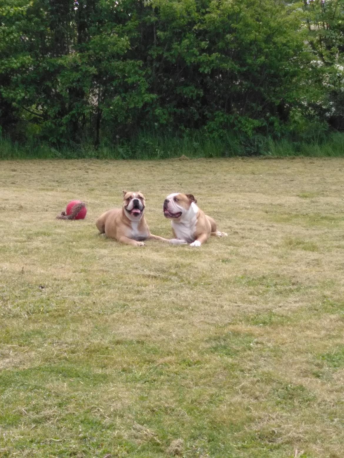 Olde english bulldogge Ostergaard's Vega billede 4