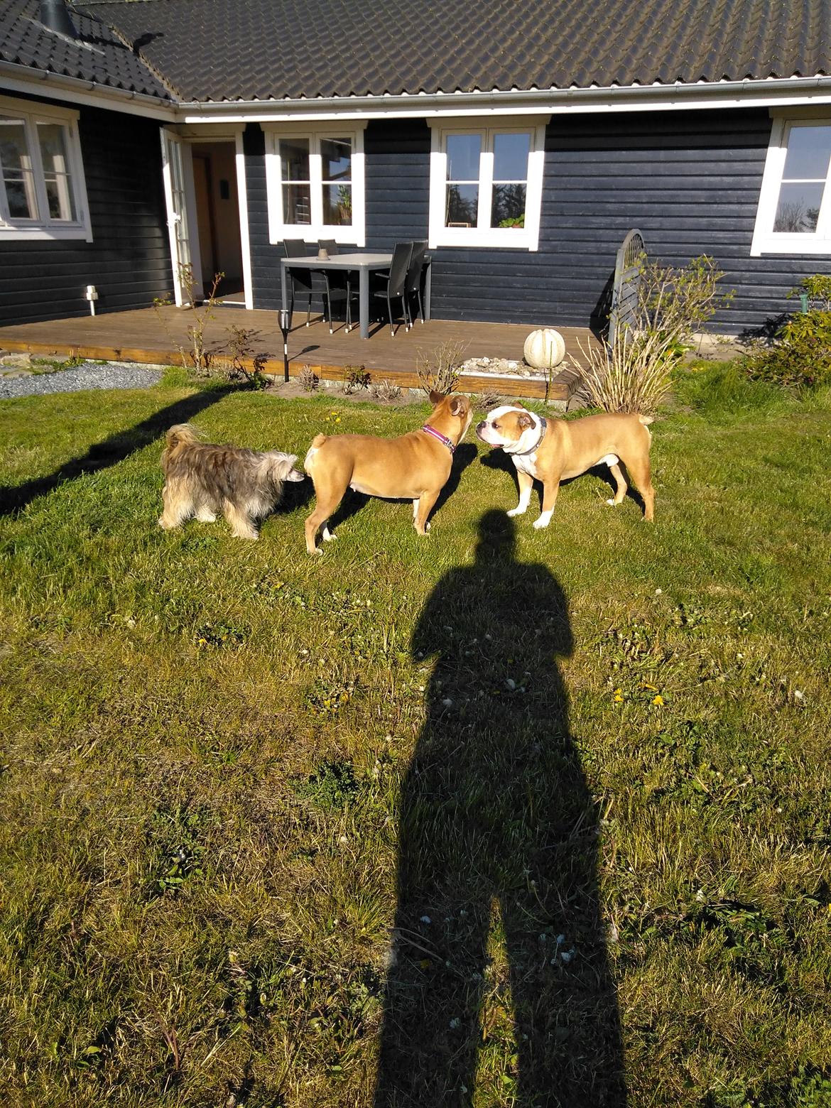 Olde english bulldogge Ostergaard's Vega billede 2