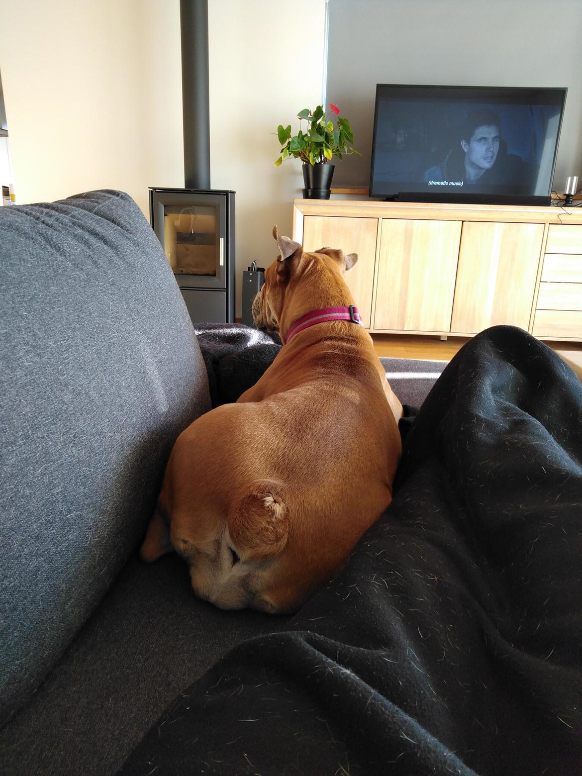 Olde english bulldogge Ostergaard's Vega billede 3