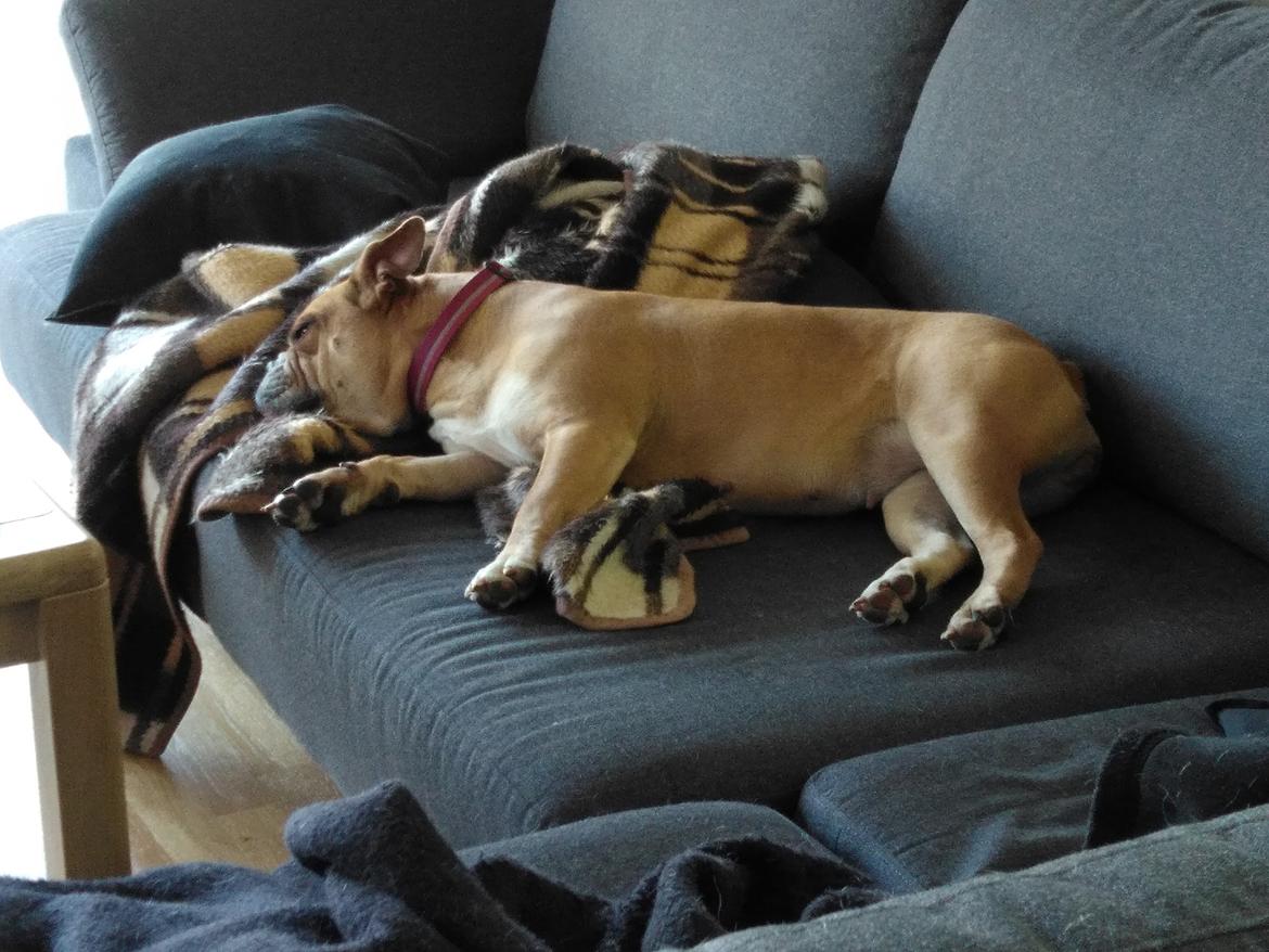 Olde english bulldogge Ostergaard's Vega billede 6