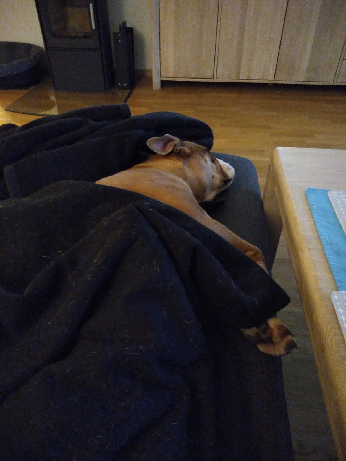 Olde english bulldogge Ostergaard's Vega billede 7