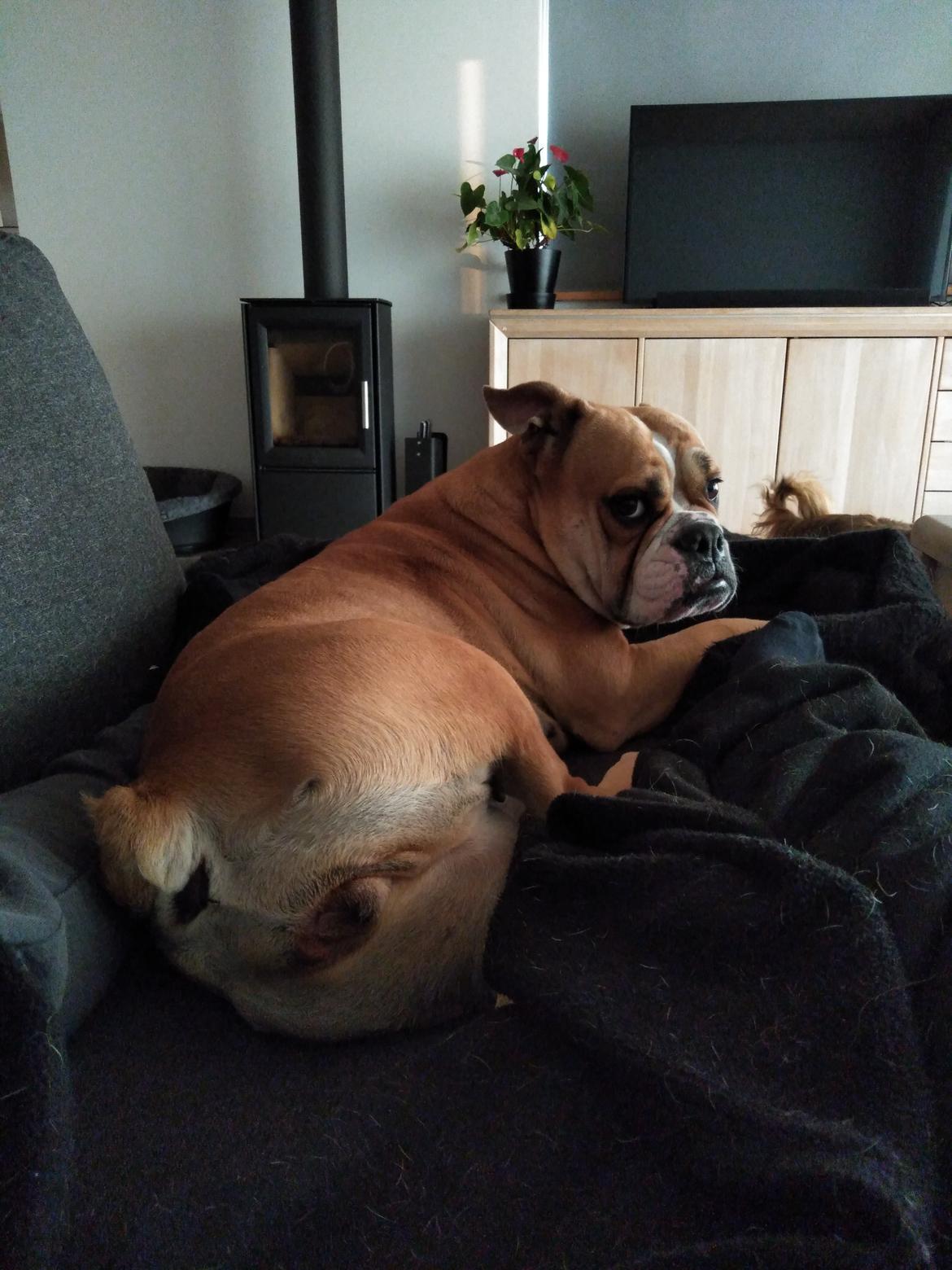 Olde english bulldogge Ostergaard's Vega billede 8