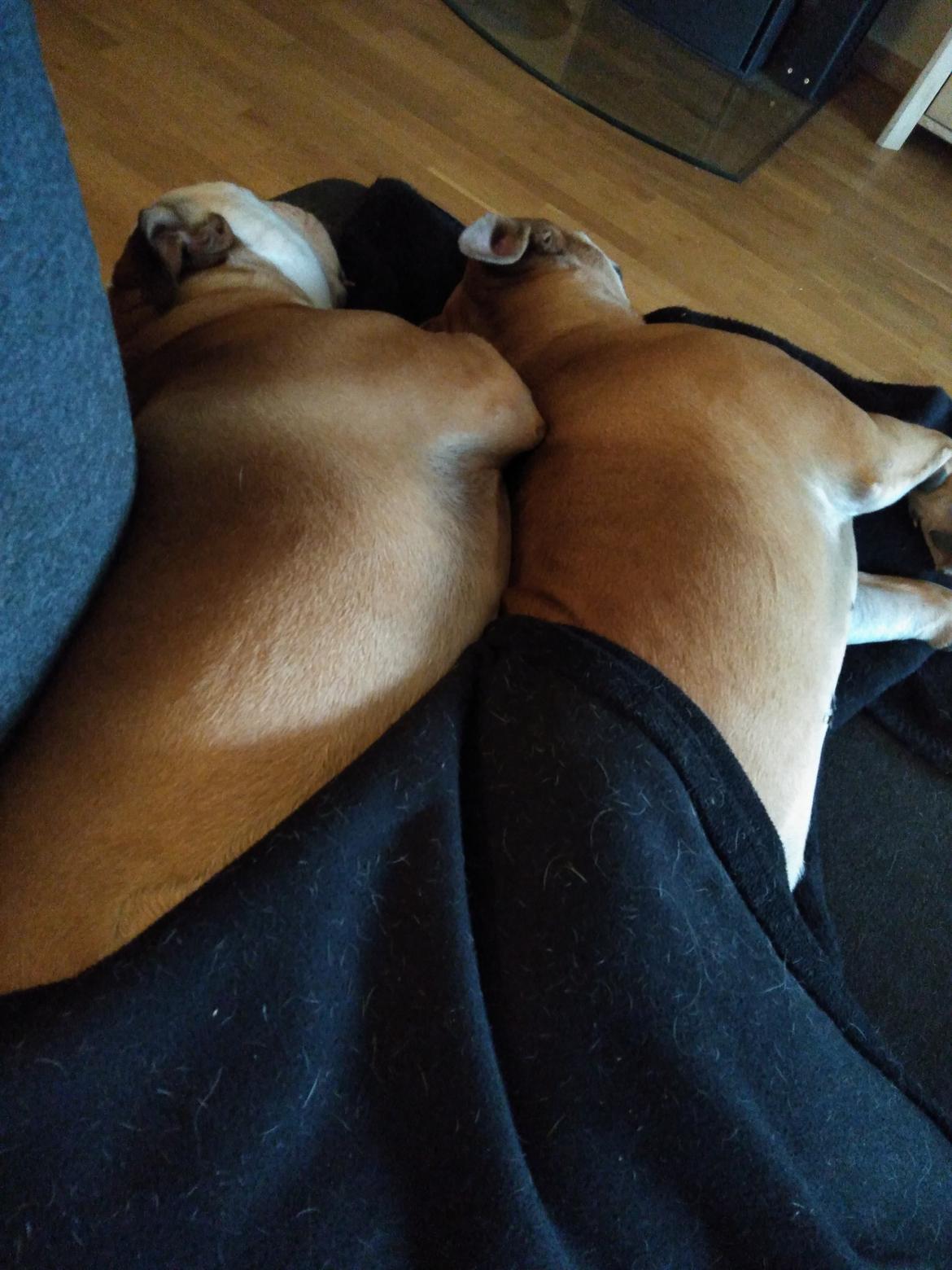 Olde english bulldogge Ostergaard's Vega billede 9