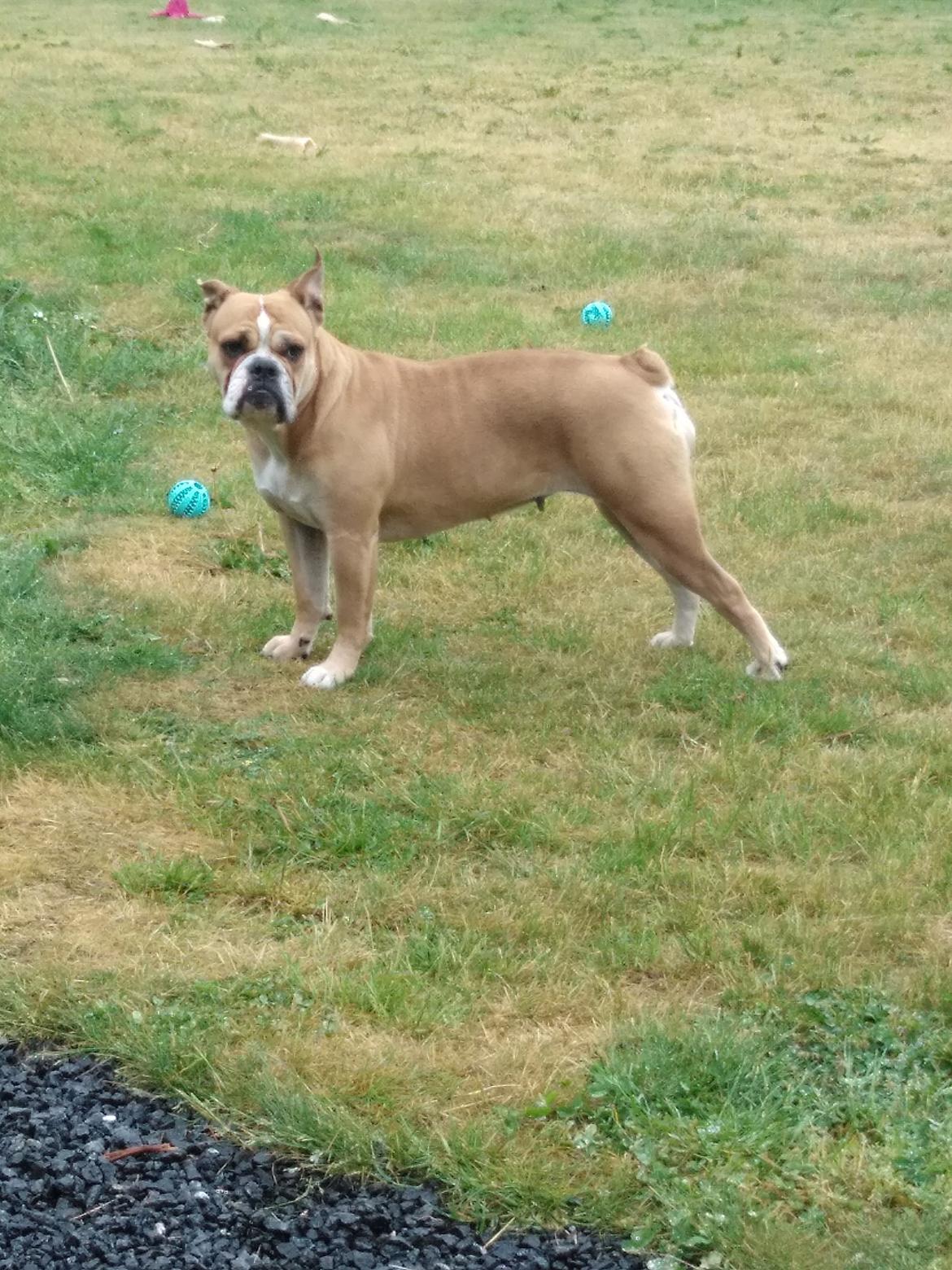 Olde english bulldogge Ostergaard's Vega billede 10