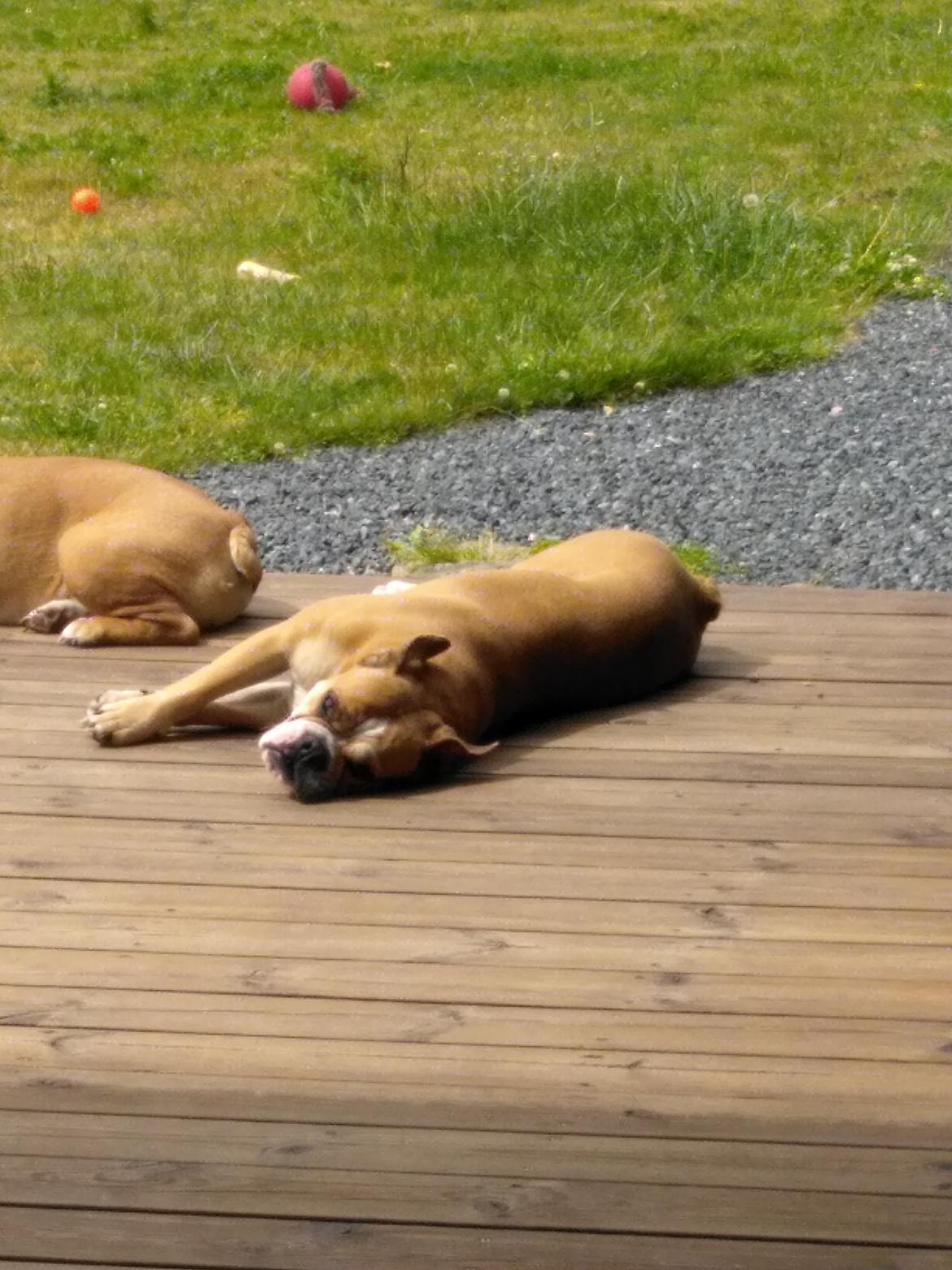 Olde english bulldogge Ostergaard's Vega billede 11