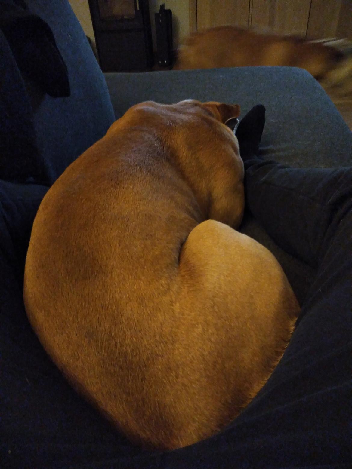 Olde english bulldogge Ostergaard's Vega billede 12