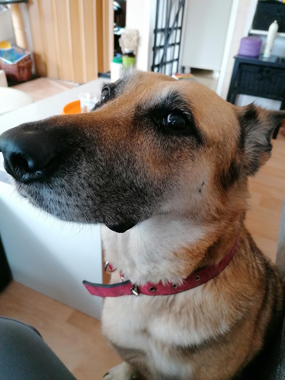 Schæferhund Zenta(himmelhund)  - er ved at være en ældre dame, med grå "skæg", men stadig lige dejlig billede 21