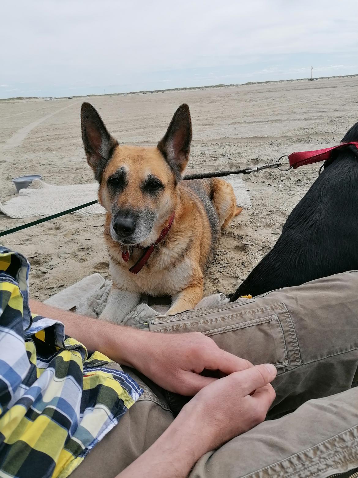 Schæferhund Zenta(himmelhund)  billede 22