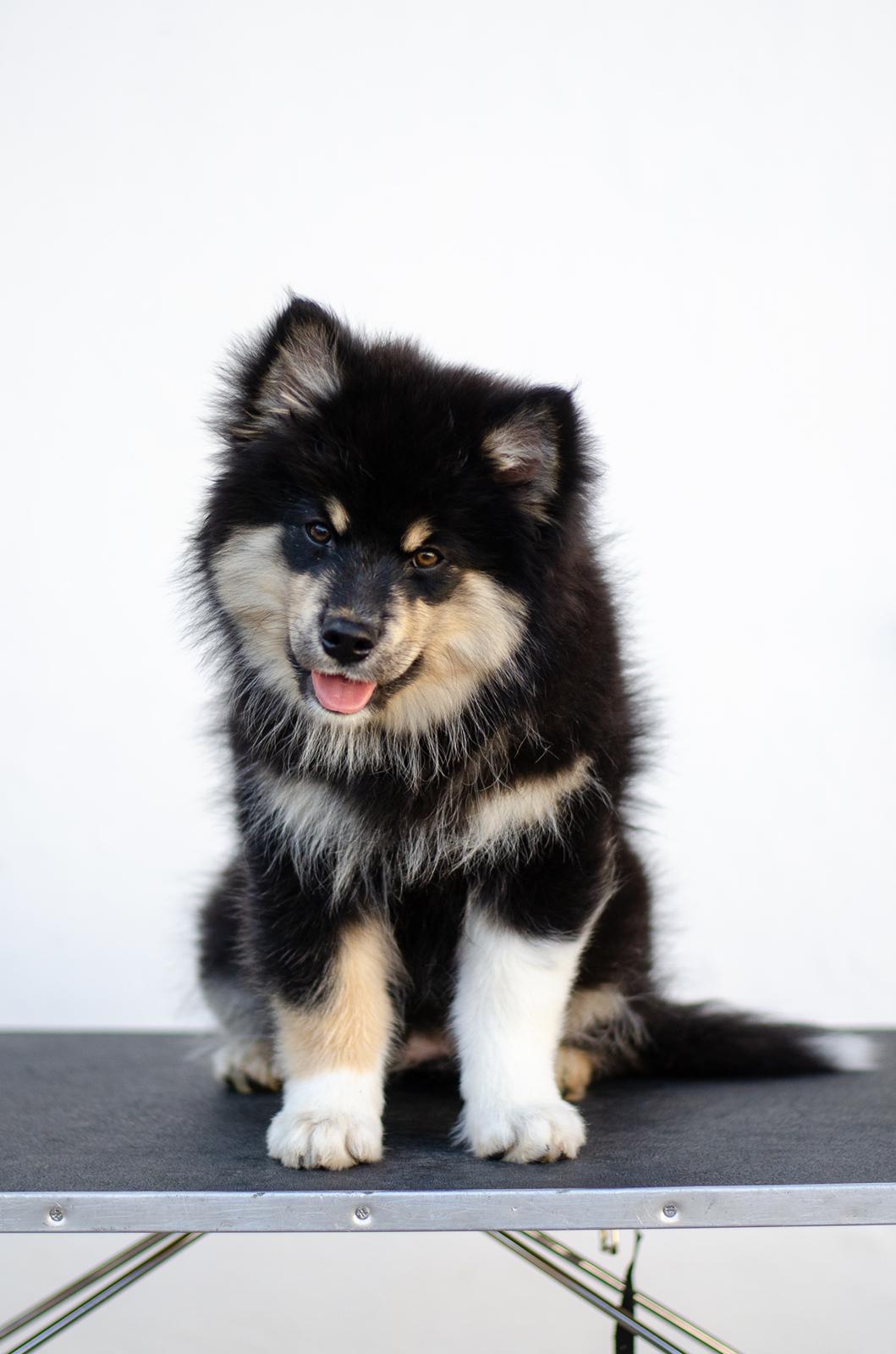 Finsk lapphund Lapinkaunis Somebody to Love - 3 måneder billede 1