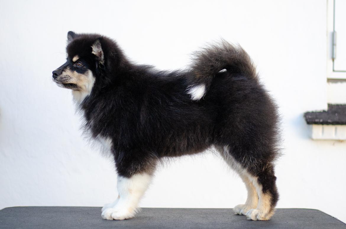 Finsk lapphund Lapinkaunis Somebody to Love - 3 måneder billede 2