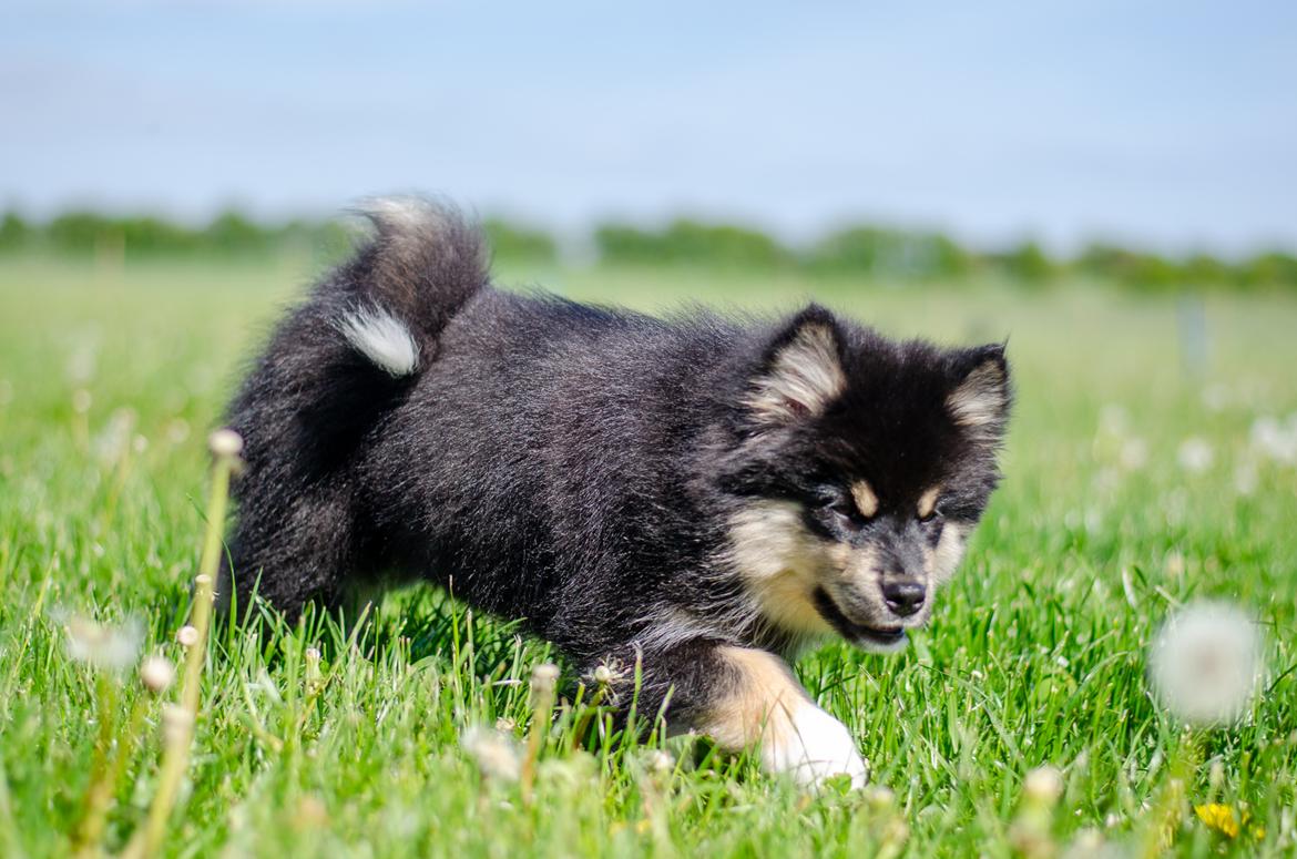 Finsk lapphund Lapinkaunis Somebody to Love - 3 måneder billede 4