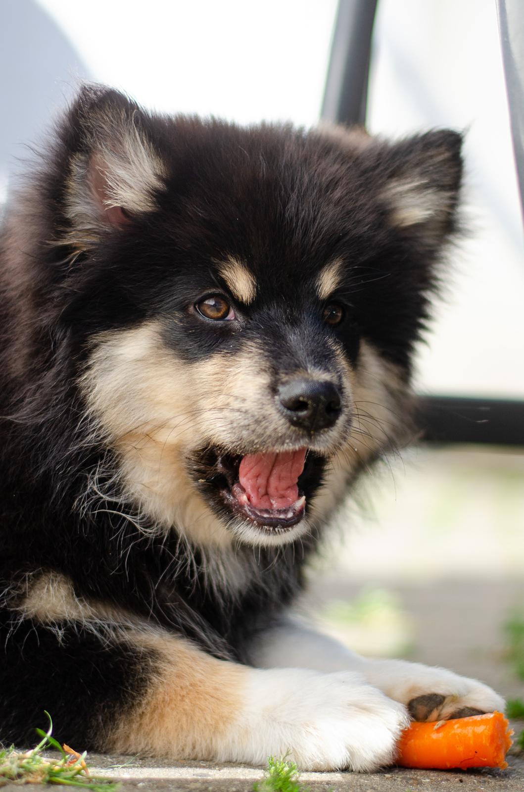 Finsk lapphund Lapinkaunis Somebody to Love - 3 måneder gammel - nyder en gulerod i skyggen billede 3