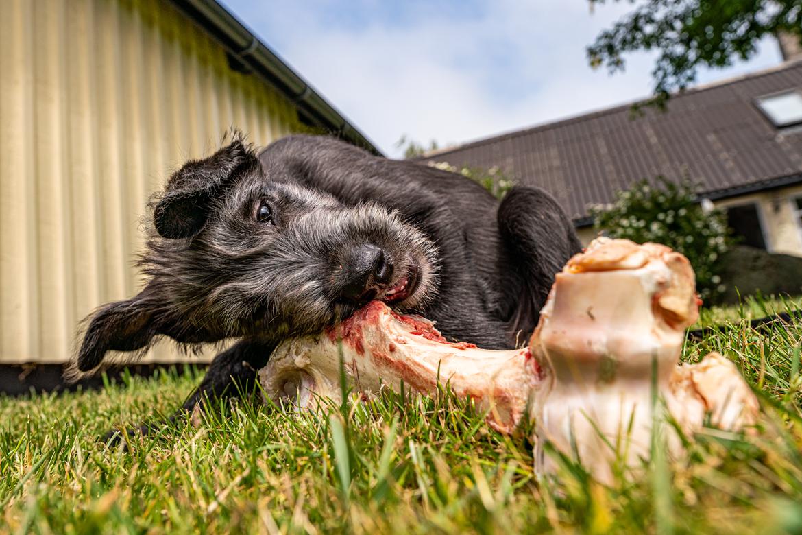 Irsk ulvehund Uffe billede 9