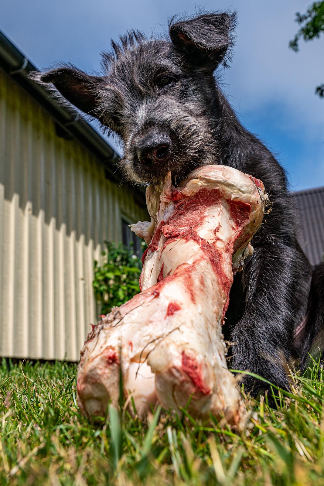 Irsk ulvehund Uffe billede 10