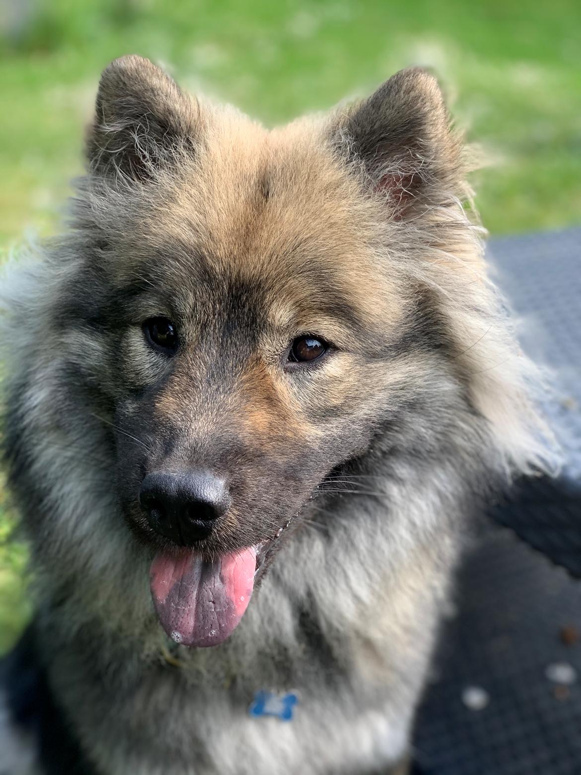 Eurasier Zelda billede 27