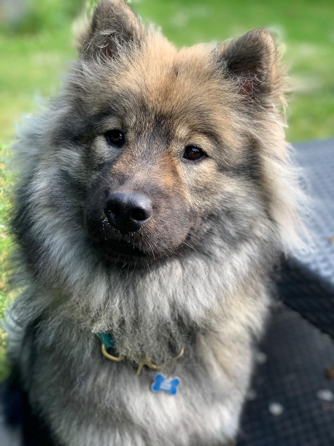Eurasier Zelda billede 26