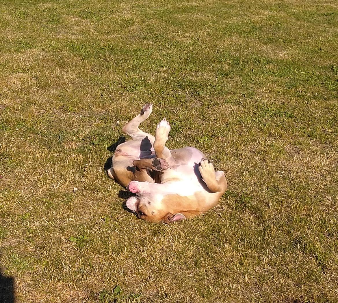 Olde english bulldogge Ostergaard's Vega billede 13