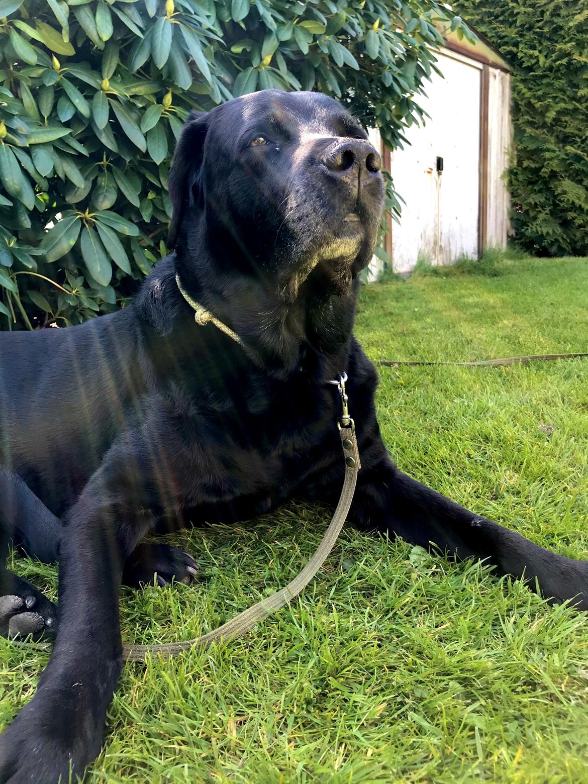 Labrador retriever Max (16.06.2008 - 10.06.2020) billede 23