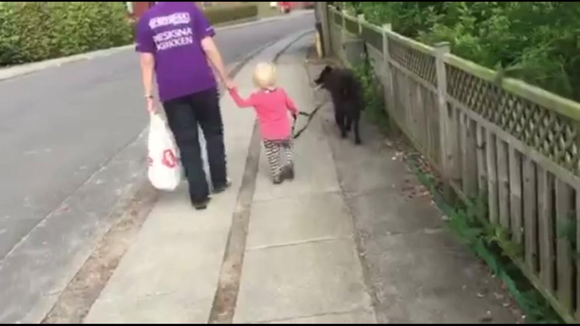 Blanding af racer Bølle billede 11