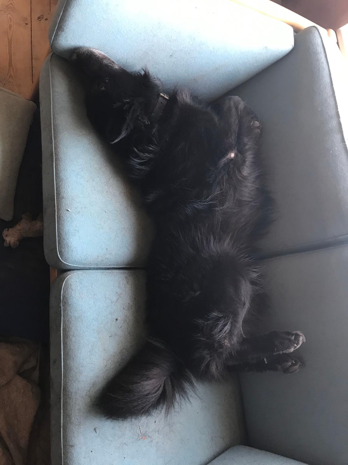 Blanding af racer Bølle billede 17