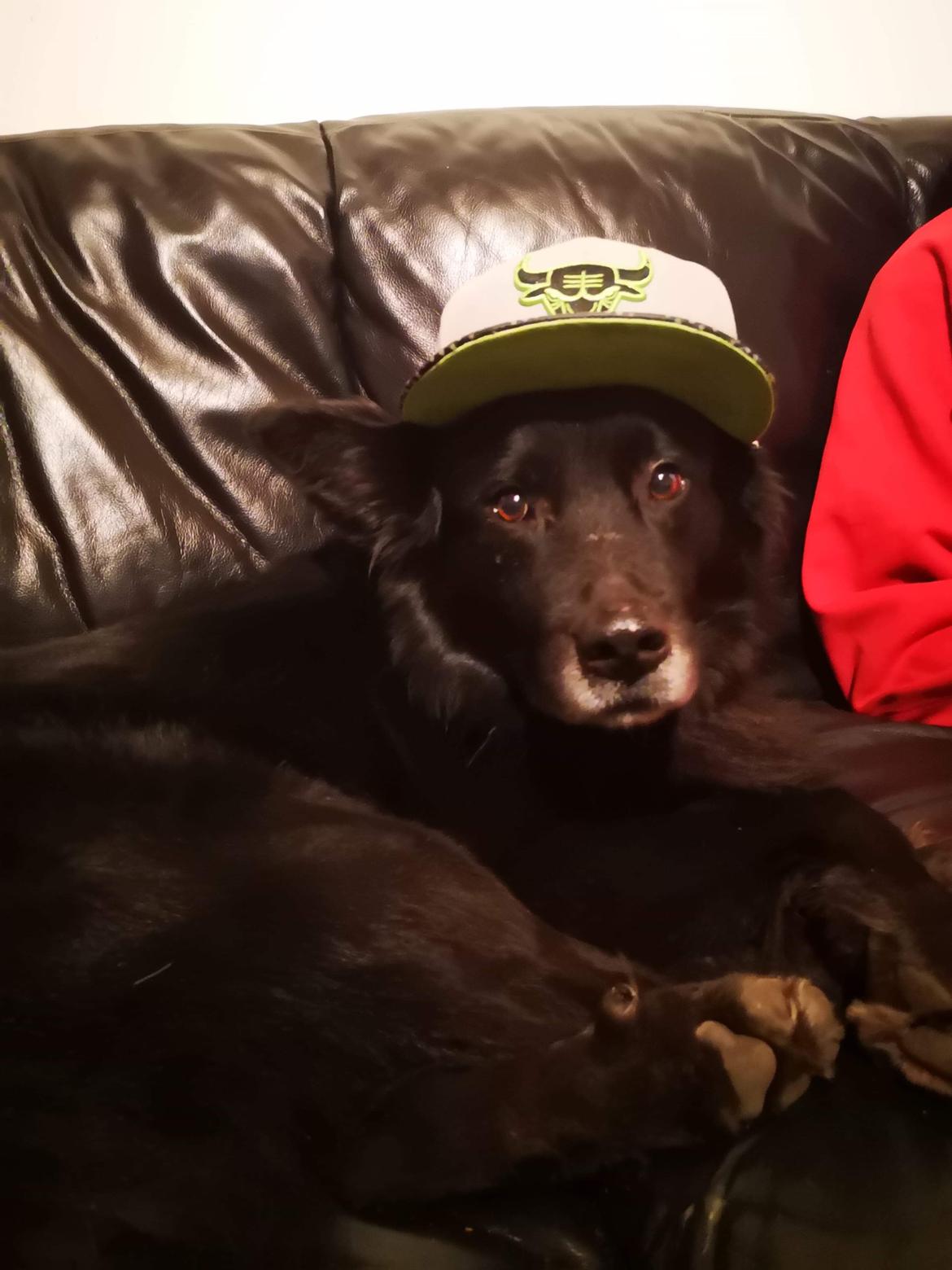 Blanding af racer Bølle billede 19