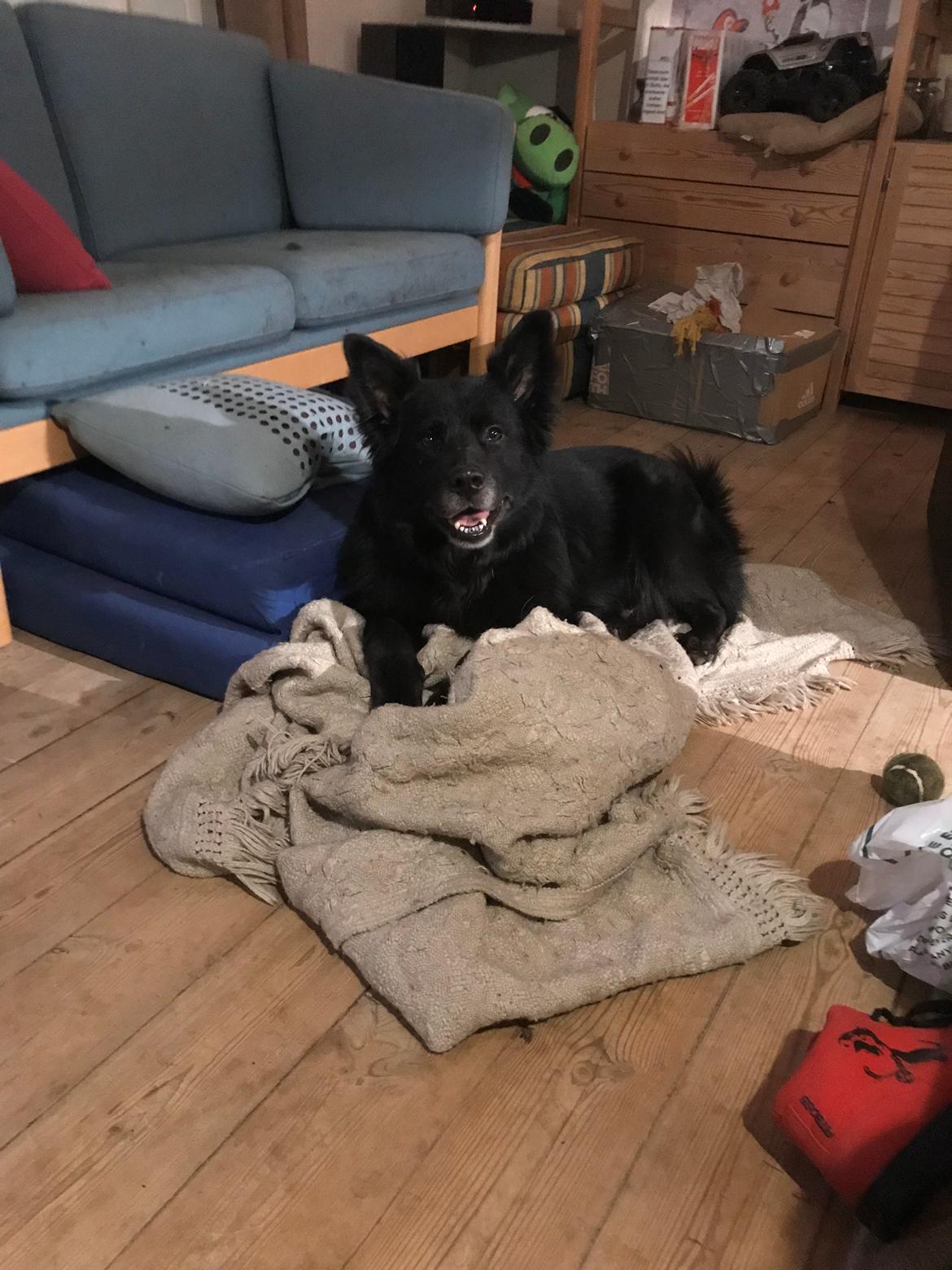 Blanding af racer Bølle billede 18