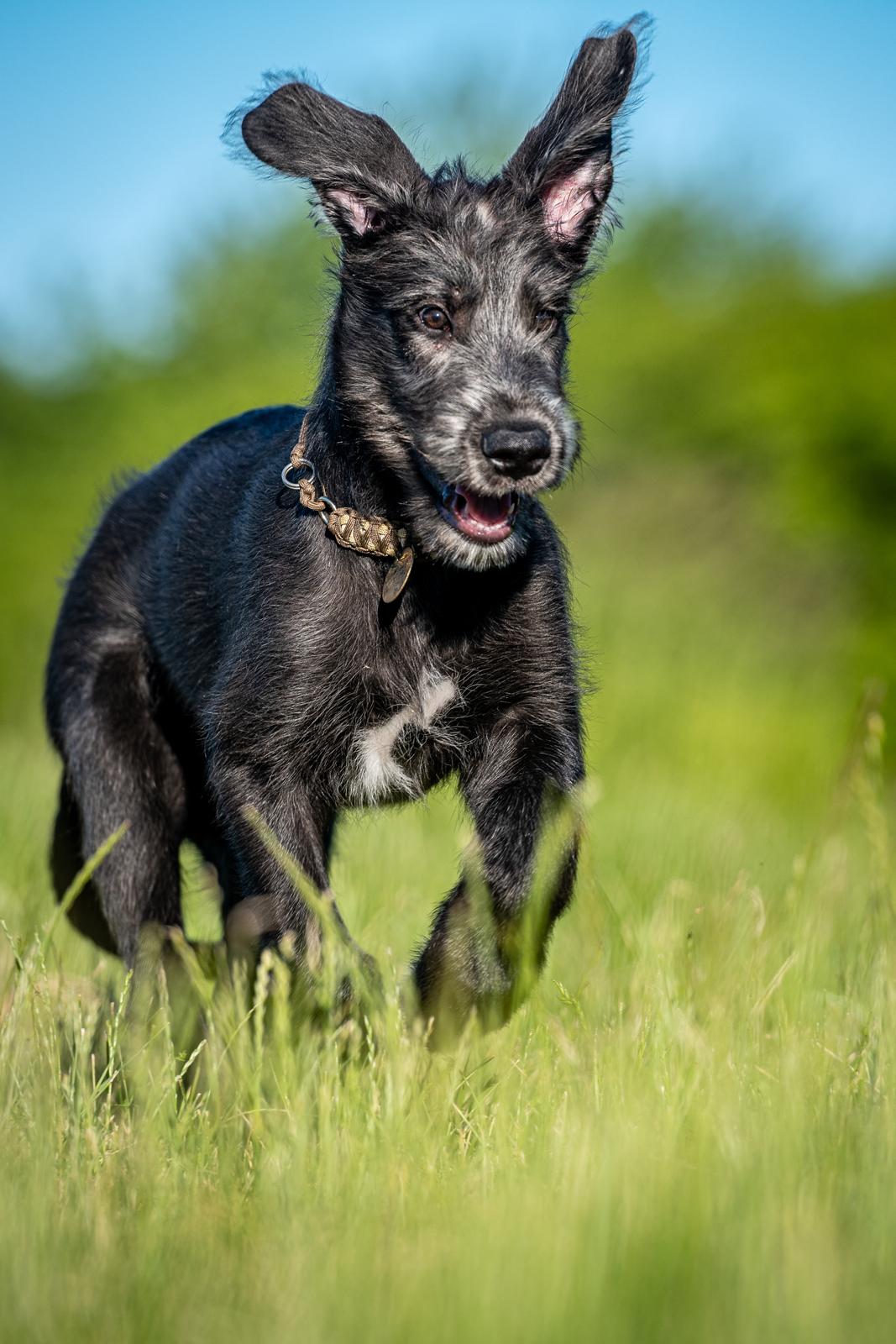 Irsk ulvehund Uffe billede 13