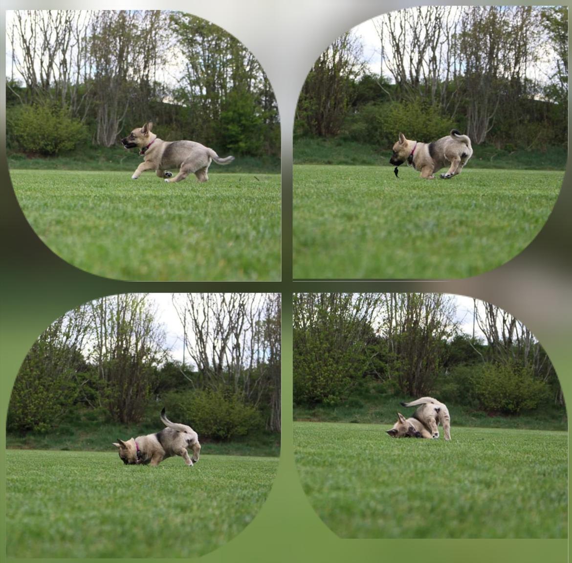 Västgötaspids Unni billede 24