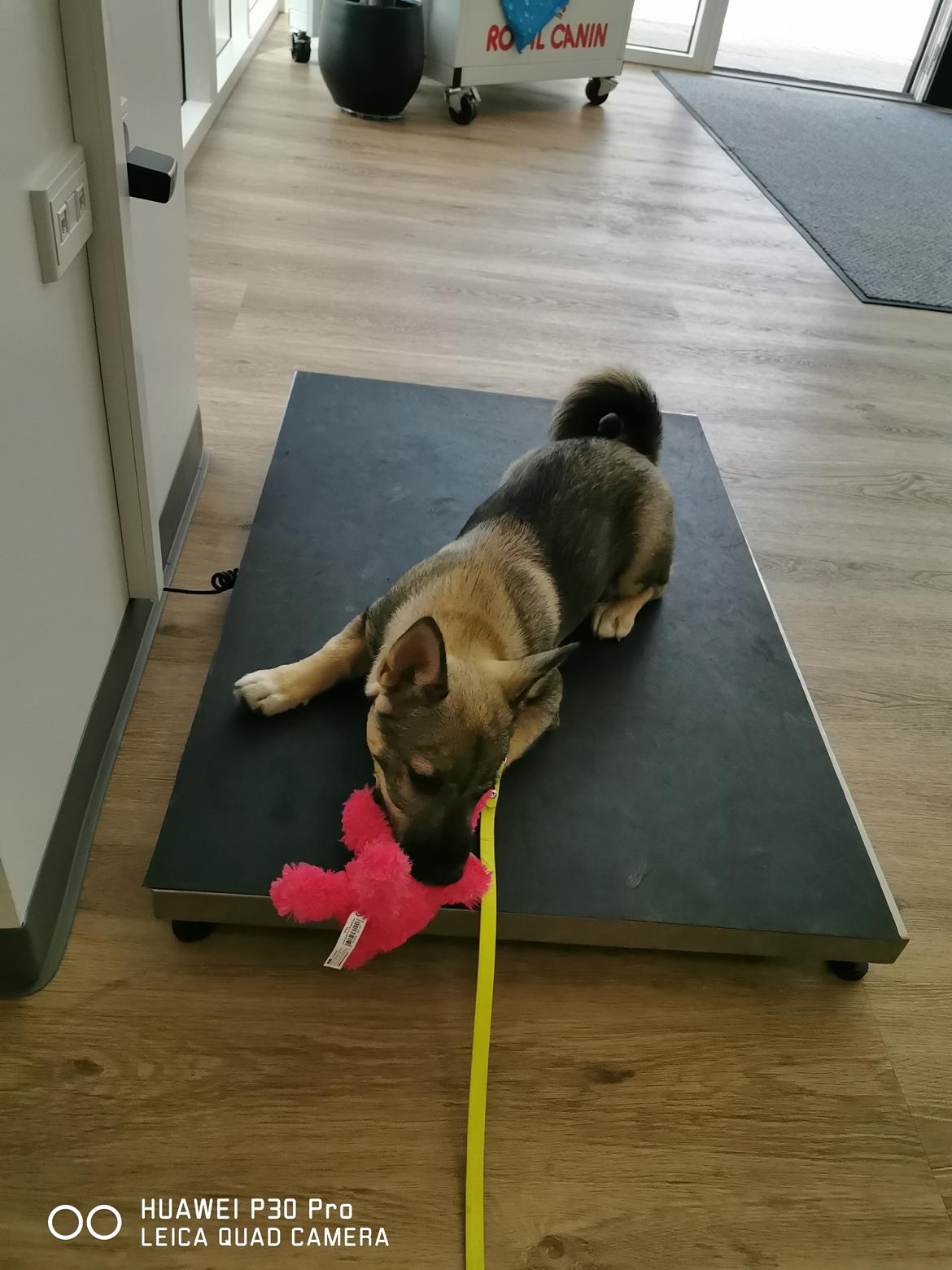 Västgötaspids Unni billede 23