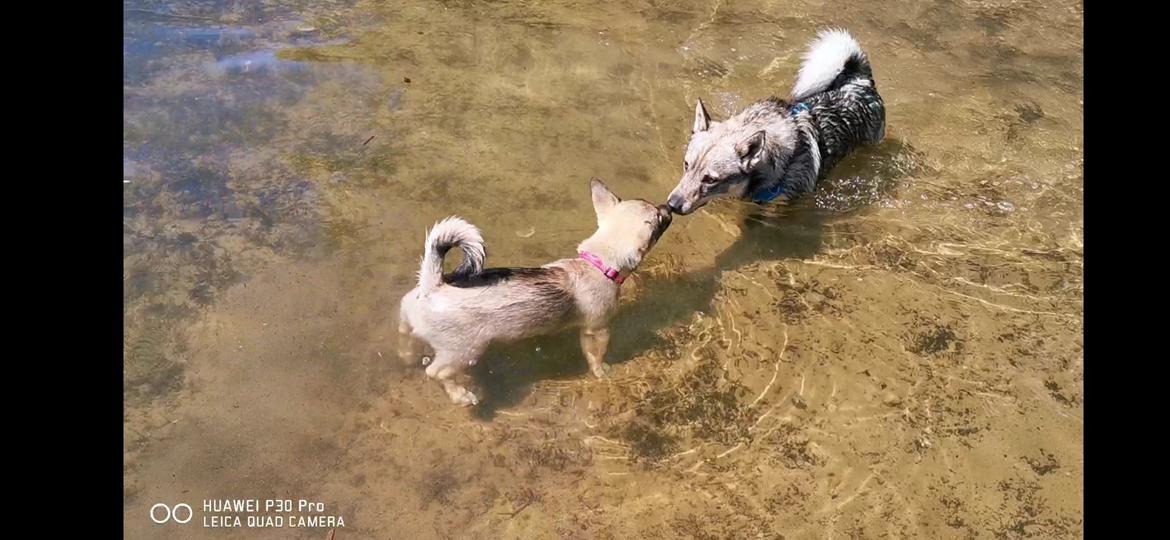 Västgötaspids Unni billede 27