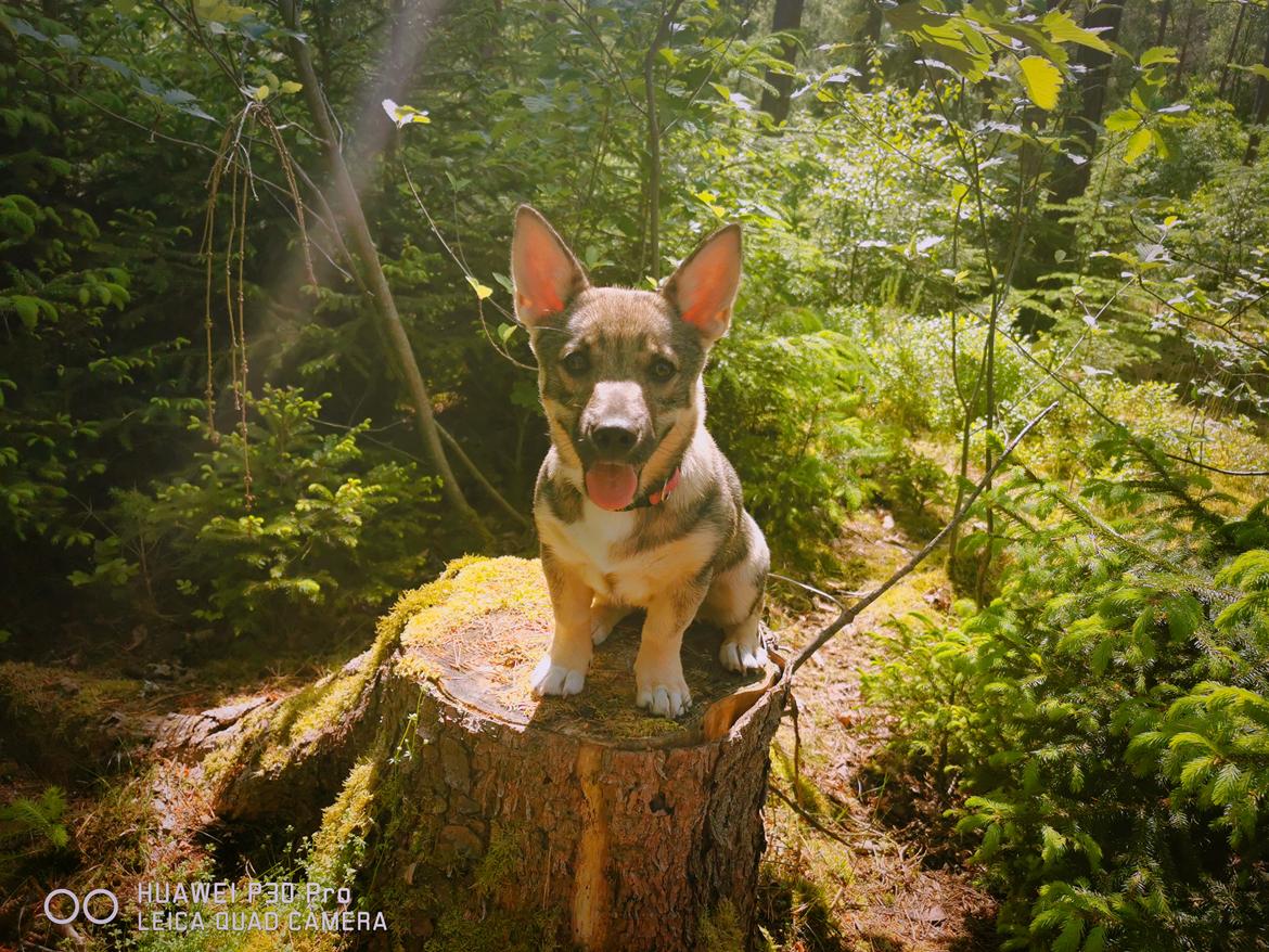 Västgötaspids Unni billede 25