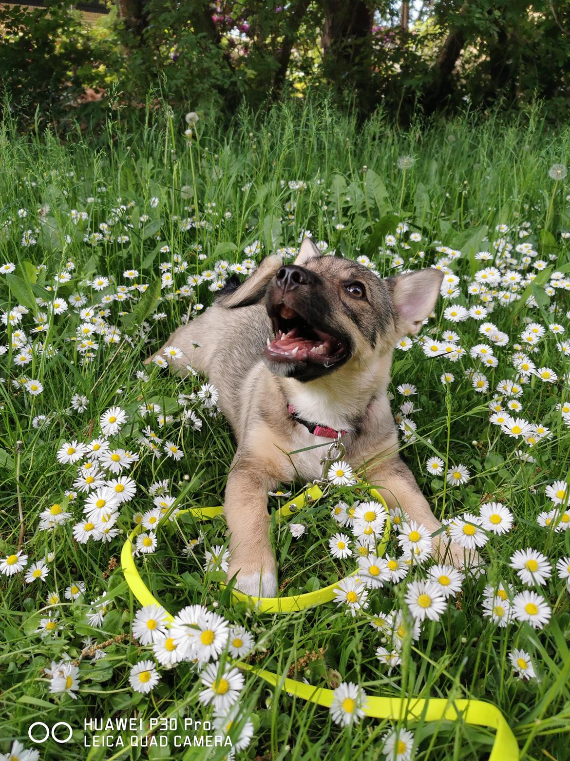 Västgötaspids Unni billede 28