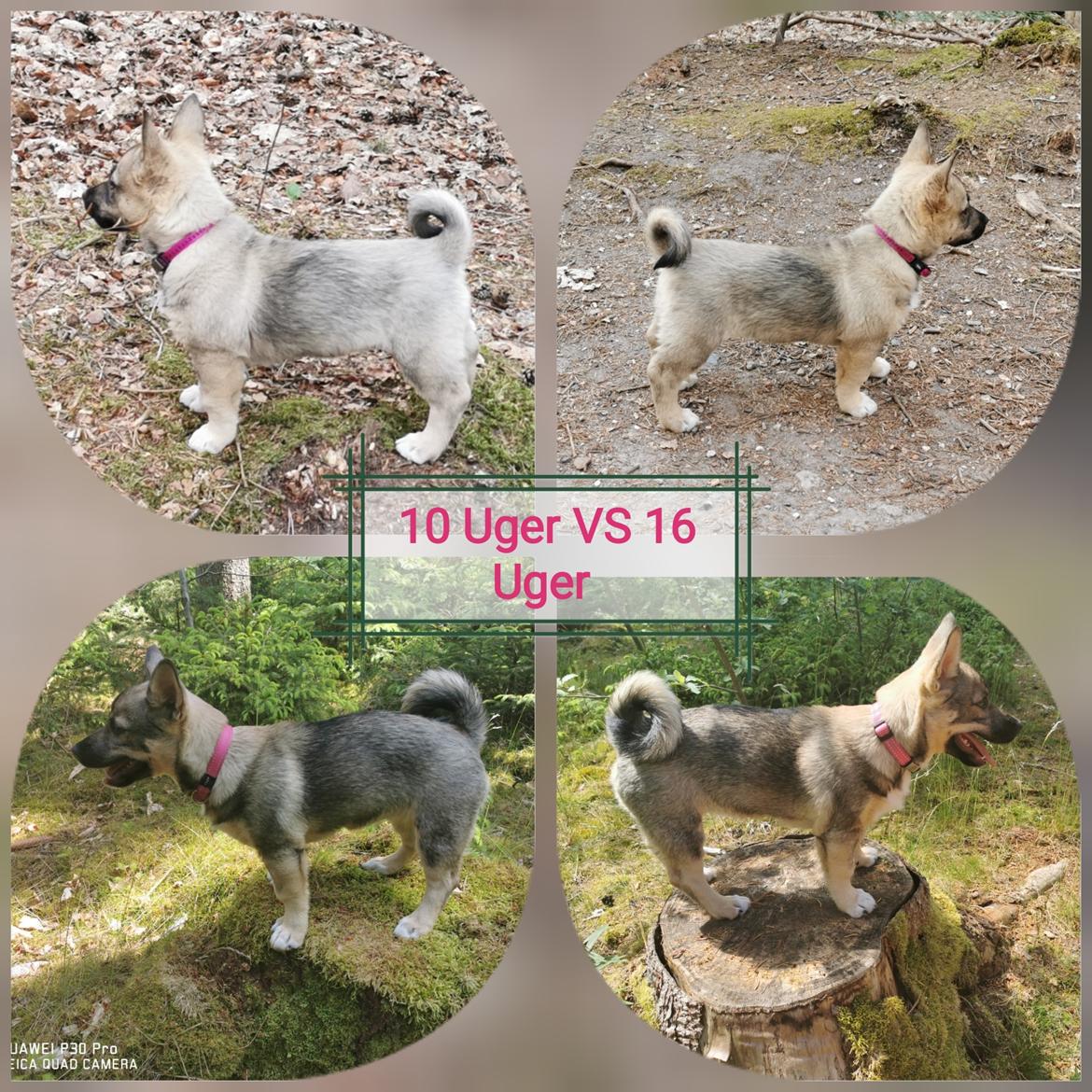 Västgötaspids Unni billede 29